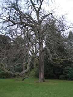 cool tree